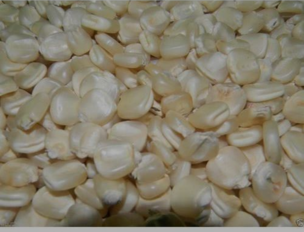 White Maize from Tanzania
