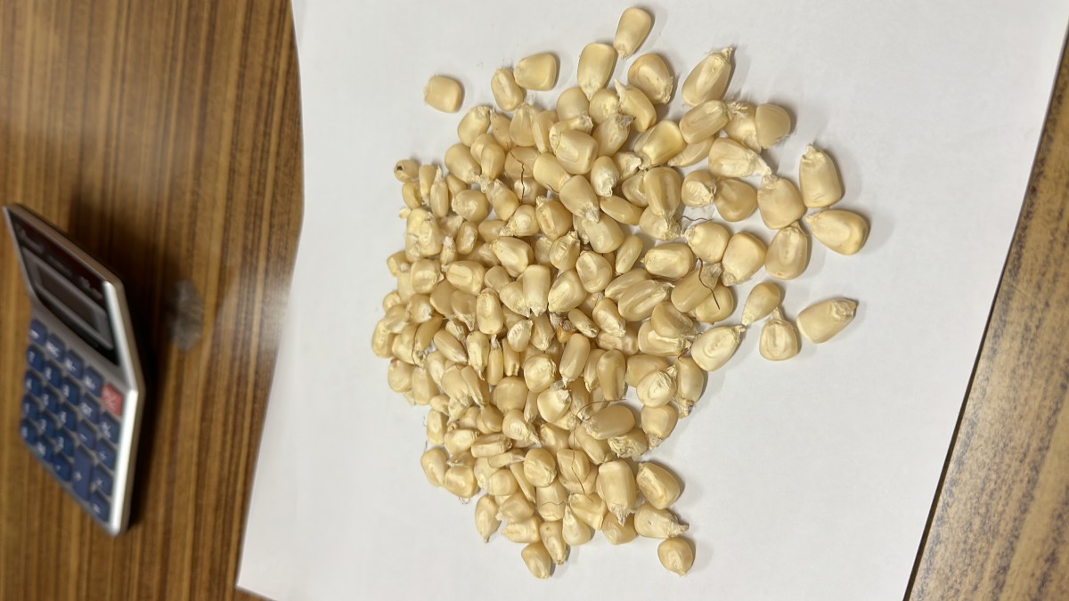 Maize grains available from Tanzania from Tanzania