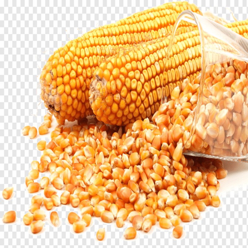 Yellow maize for sale. whatsap +255742638024 from Tanzania