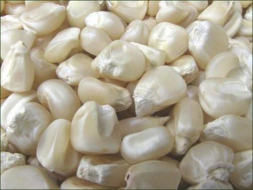 White Maize from Tanzania