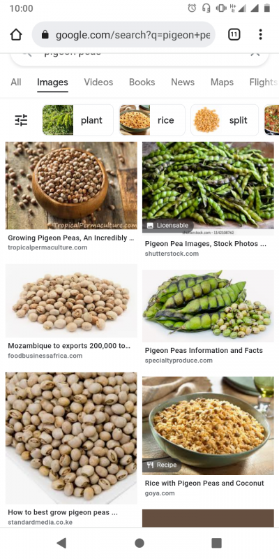 Pigeon peas from Tanzania