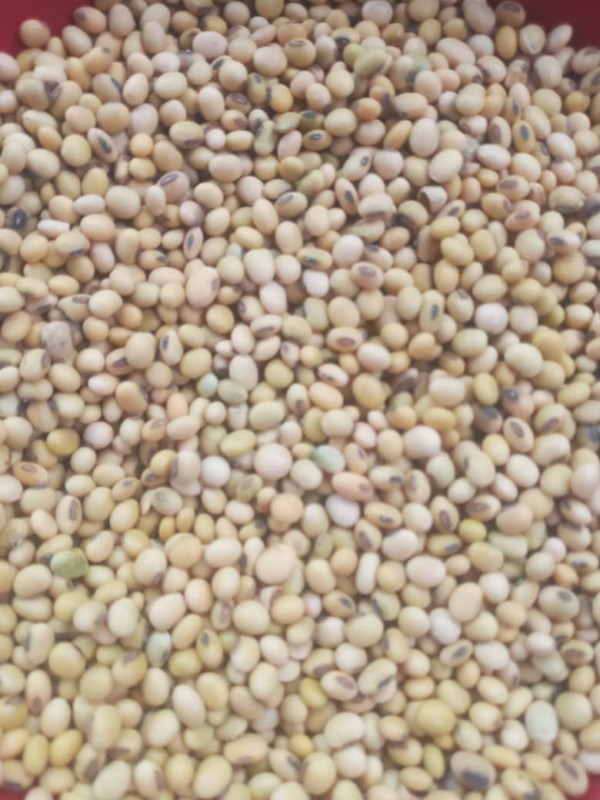 Soya beans from Tanzania