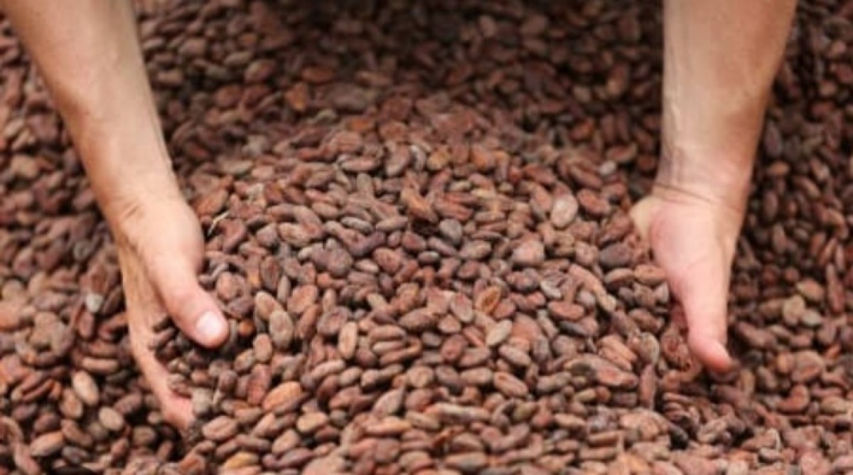 Cocoa beans from Tanzania
