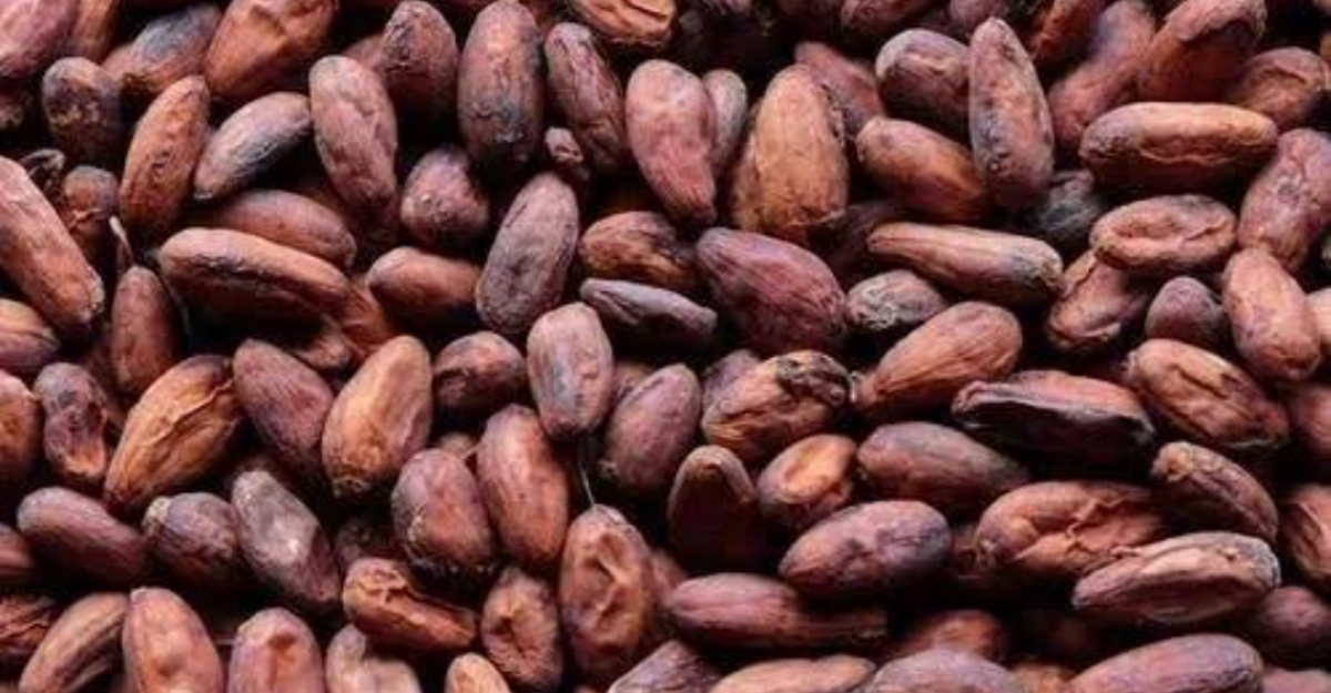 Raw fermented cocoa beans and Red Peanuts from Tanzania