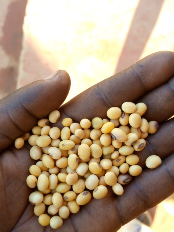 Soya beans from Tanzania