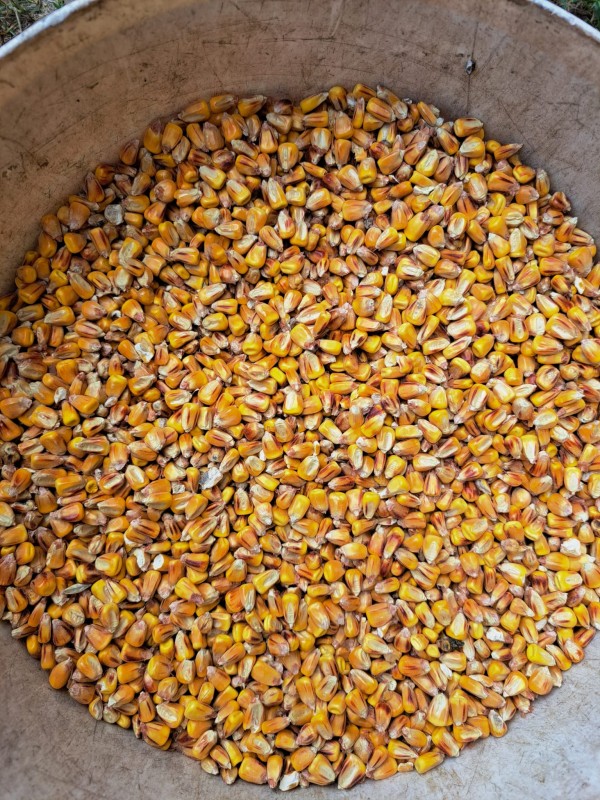 YELOV CORN /WHEAT from Ukraine