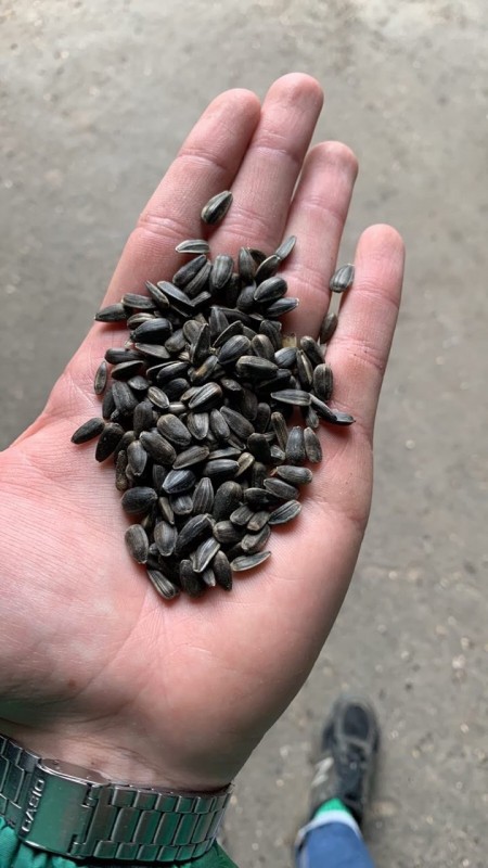 Perfect sunflower seed from Ukraine