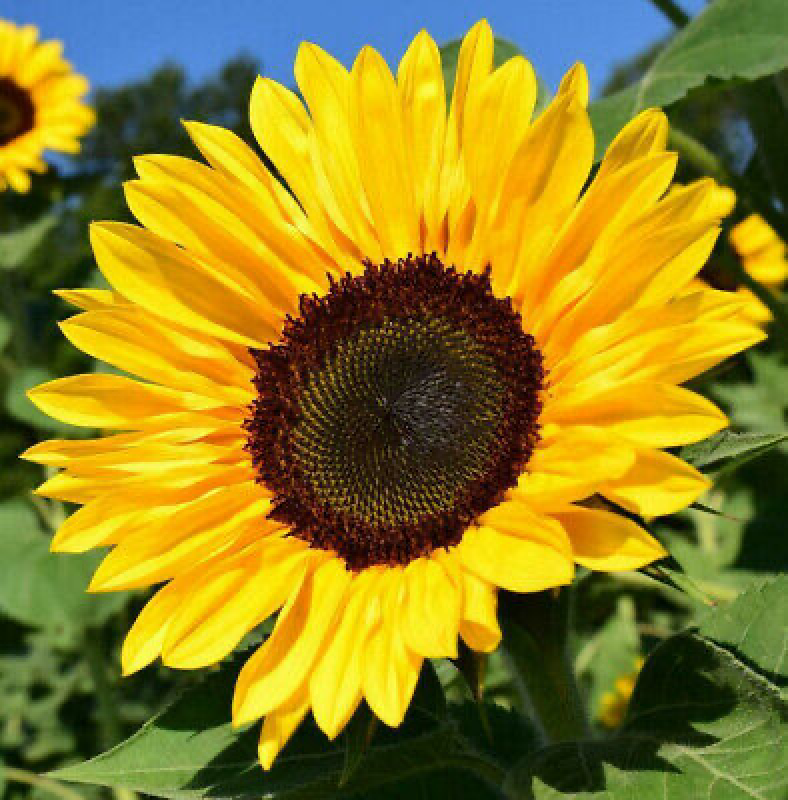 Sunflower oil from Ukraine
