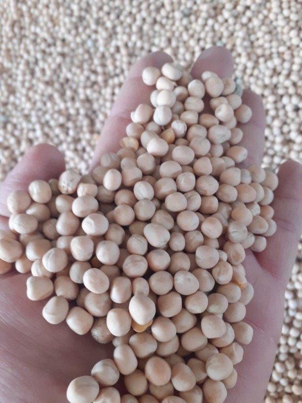 Yellow Peas from Ukraine