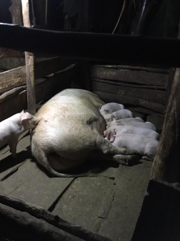 Pigs from Uganda