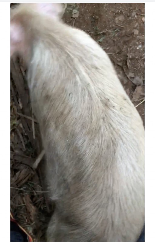 Pork from Uganda