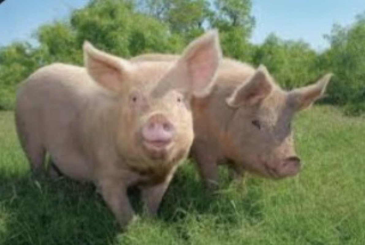 Pigs from Uganda
