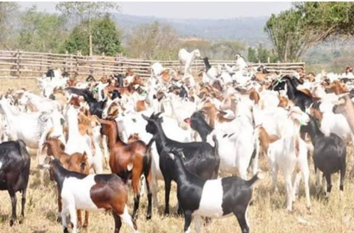 Goats from Uganda