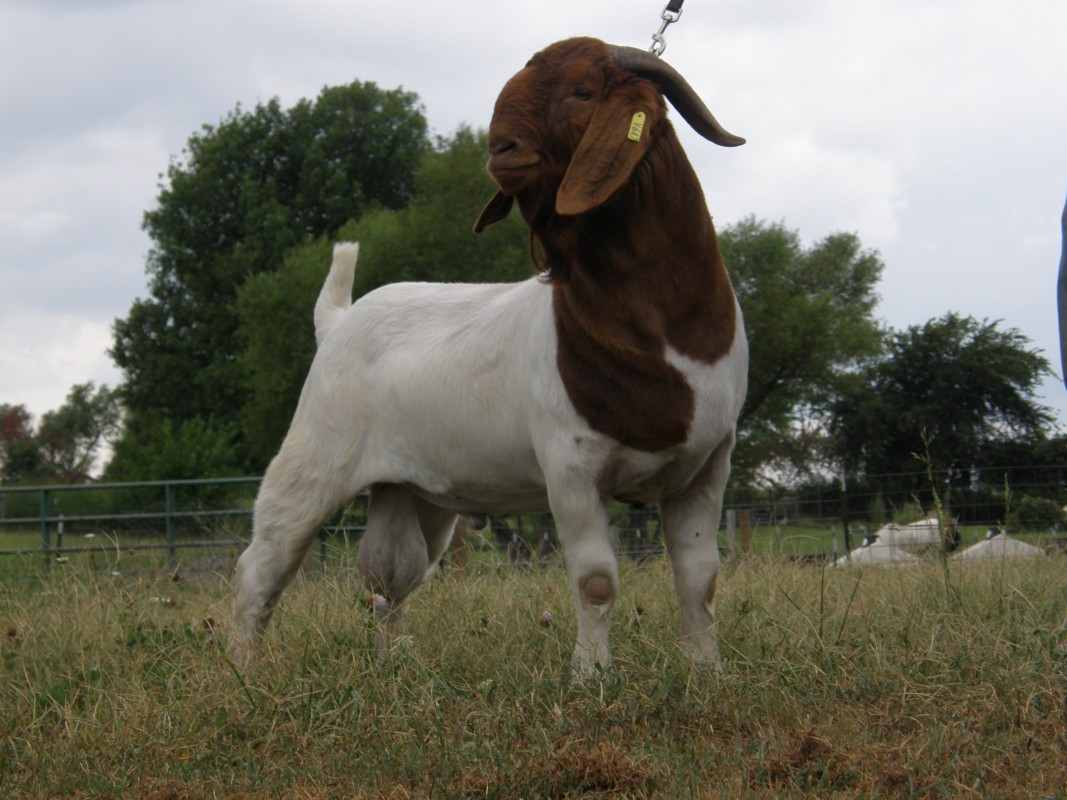 Live Boar goats from Uganda