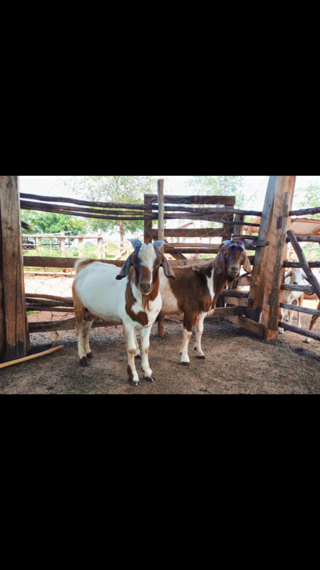 Live goats from Uganda