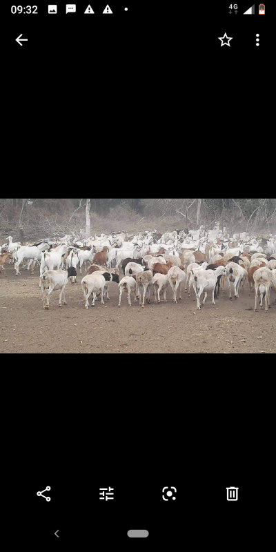 Cabras from Uganda