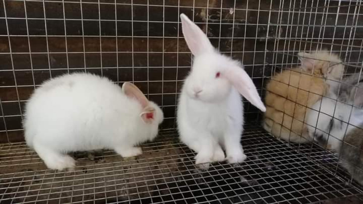 Rabbits from Uganda