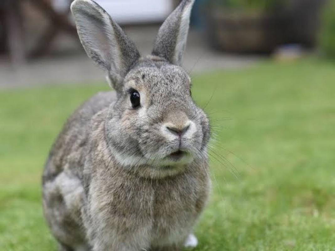 Rabbits from Uganda