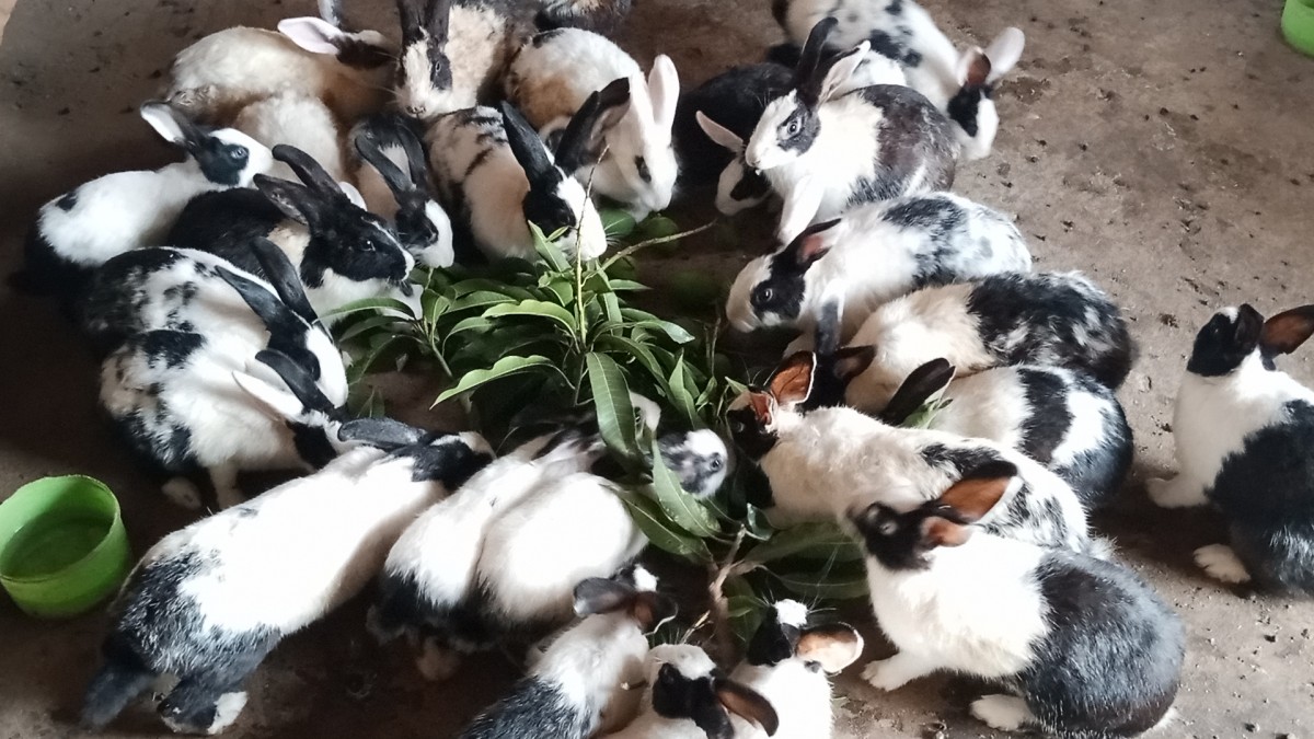 Rabbits from Uganda