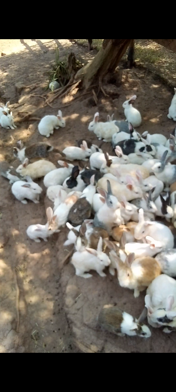 Well nurtured rabbits from Uganda