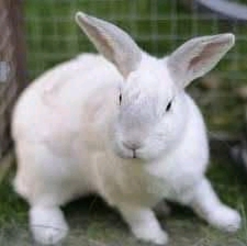 Rabbit Meat from Uganda