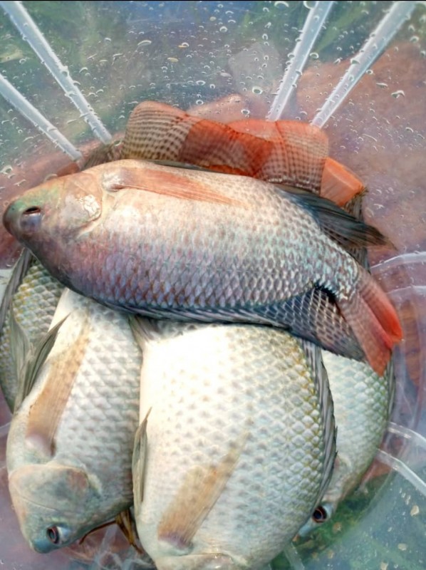 Tilapia Fish from Uganda