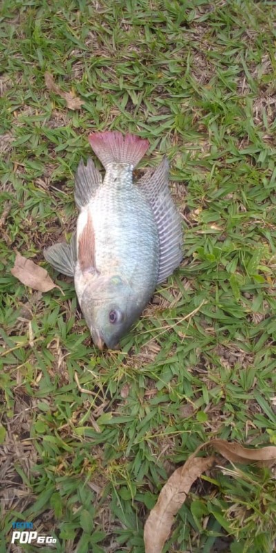 Innaya Fish Farm from Uganda