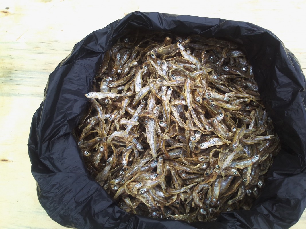 Silver Fish from Uganda