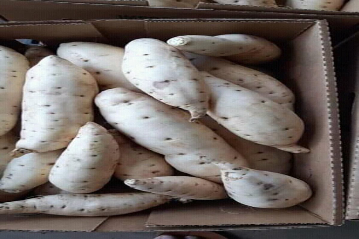 White peel and fresh sweet potatoes. From Uganda. from Uganda