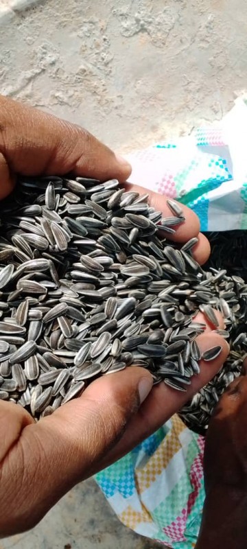 organic sunflower seeds from Uganda