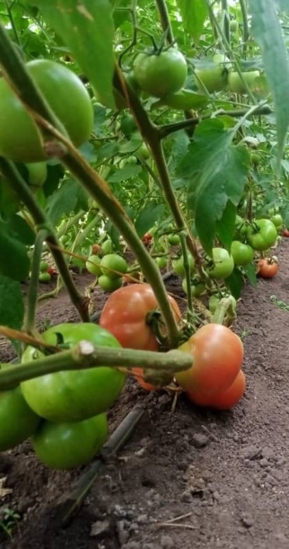 Tomatoes from Uganda