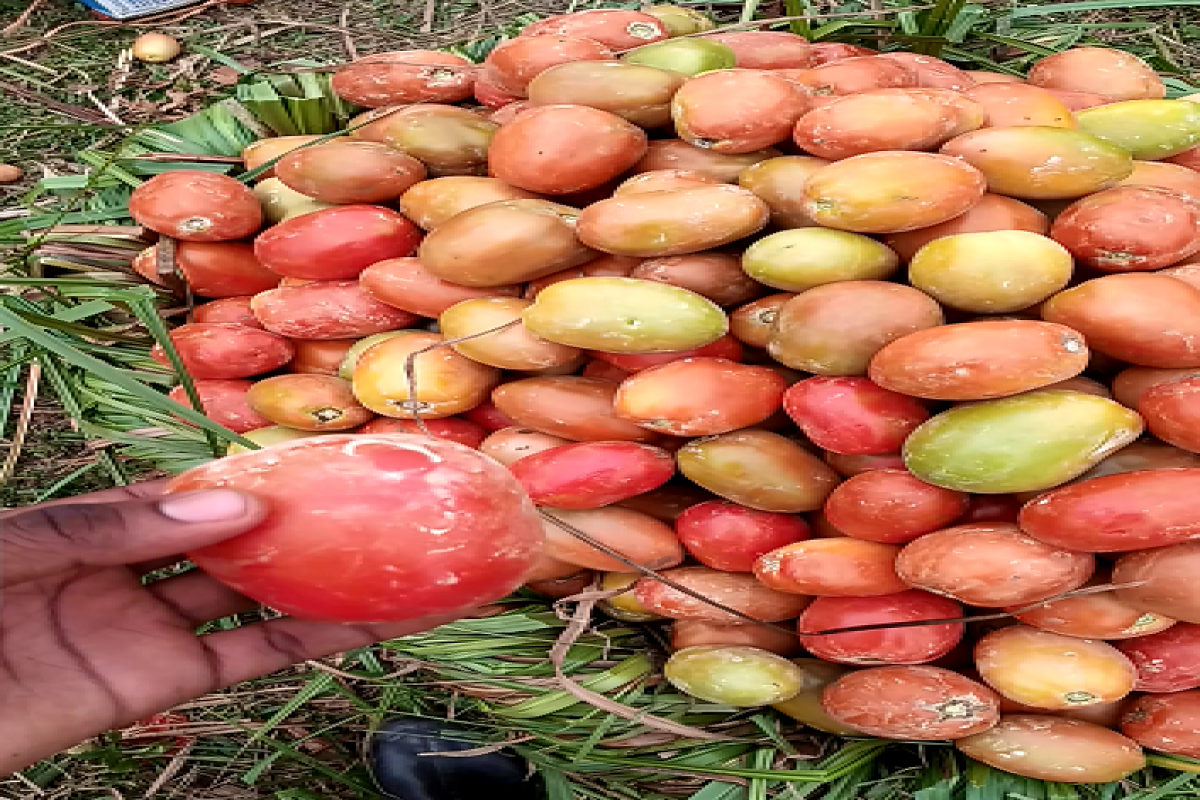 Tomates frescos from Uganda