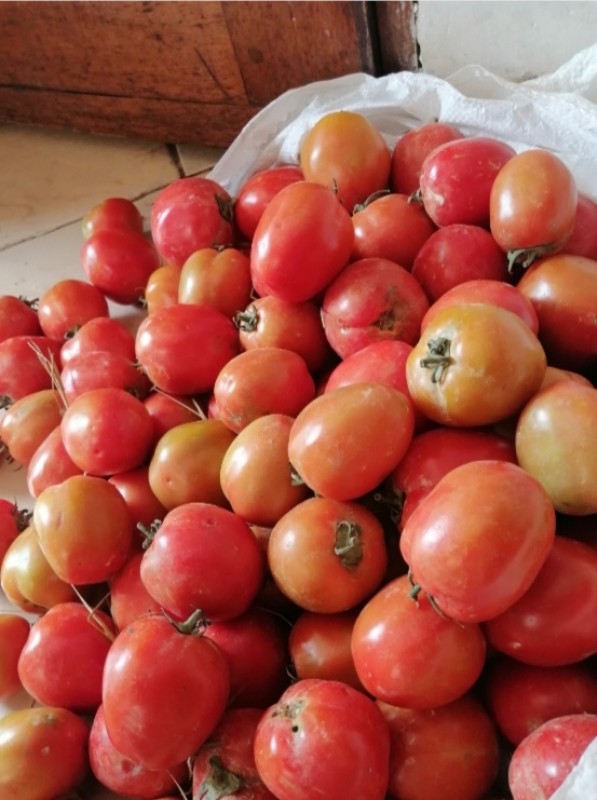 Tomatoes from Uganda