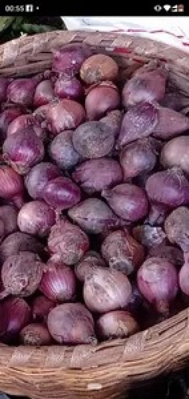 Red onions organic from Uganda
