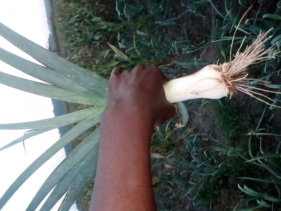 Pory from Uganda