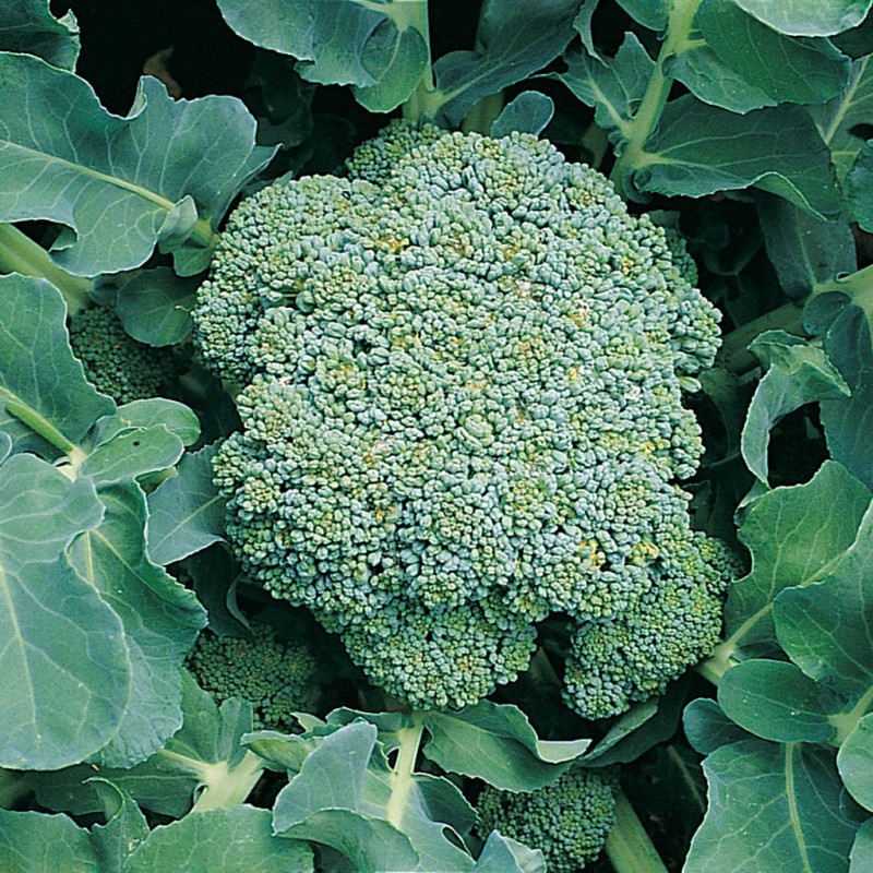 Broccoli 🥦 from Uganda