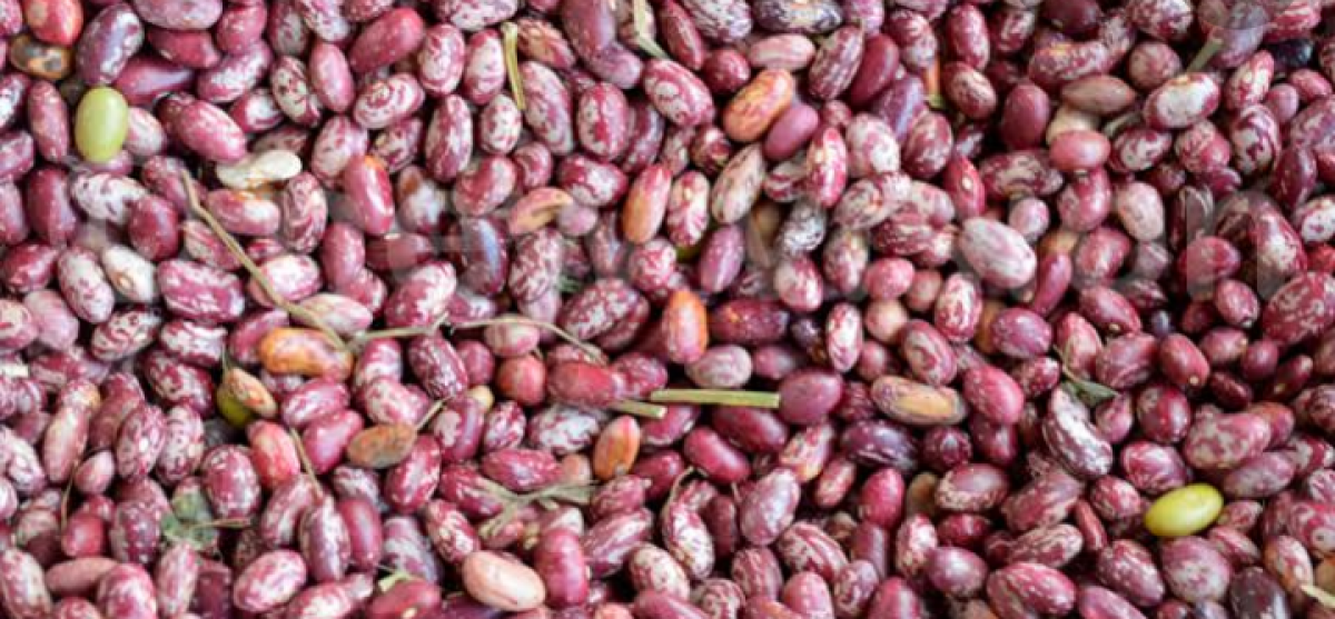 Beans from Uganda