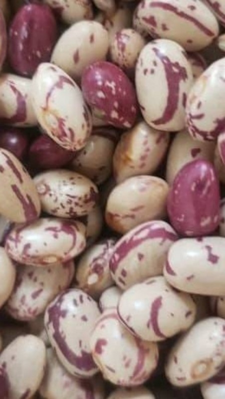 Haricot sucre from Ouganda
