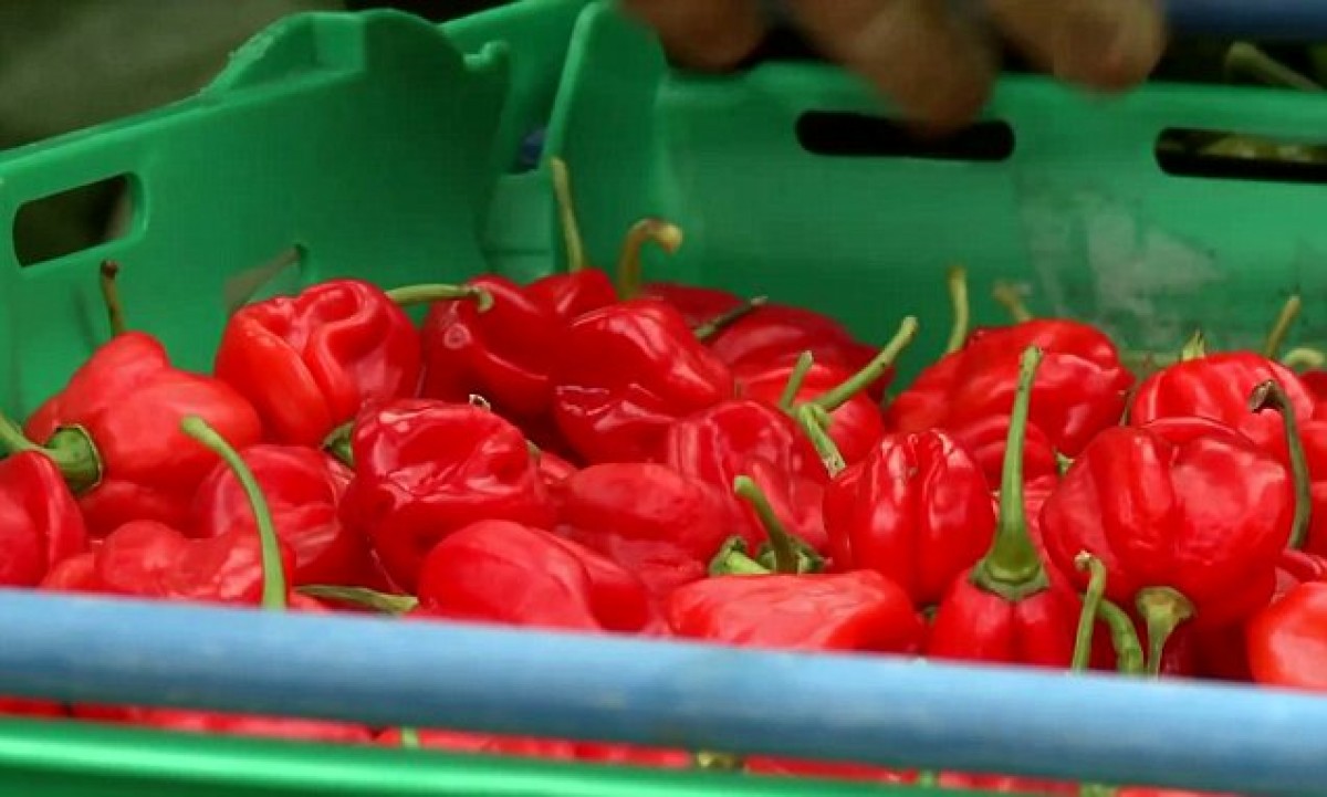 The hottest Chilli Carolina Reaper from Uganda