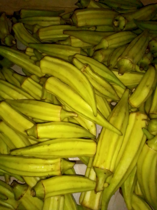 White Okra from Uganda