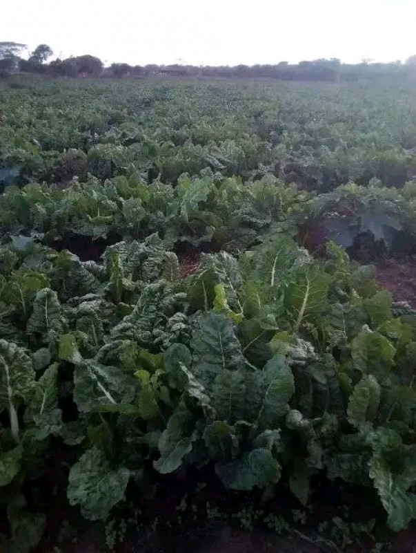 Spinach from Uganda