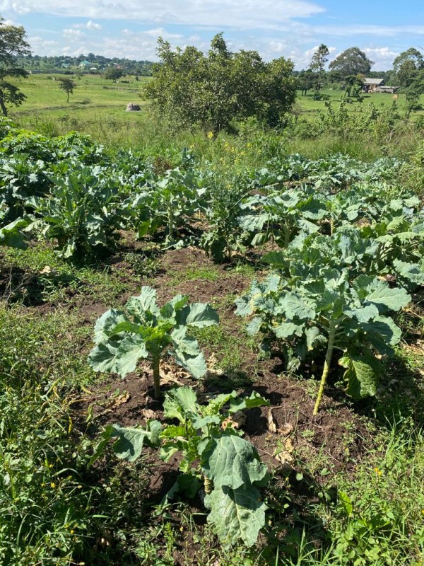 Spinach from Uganda