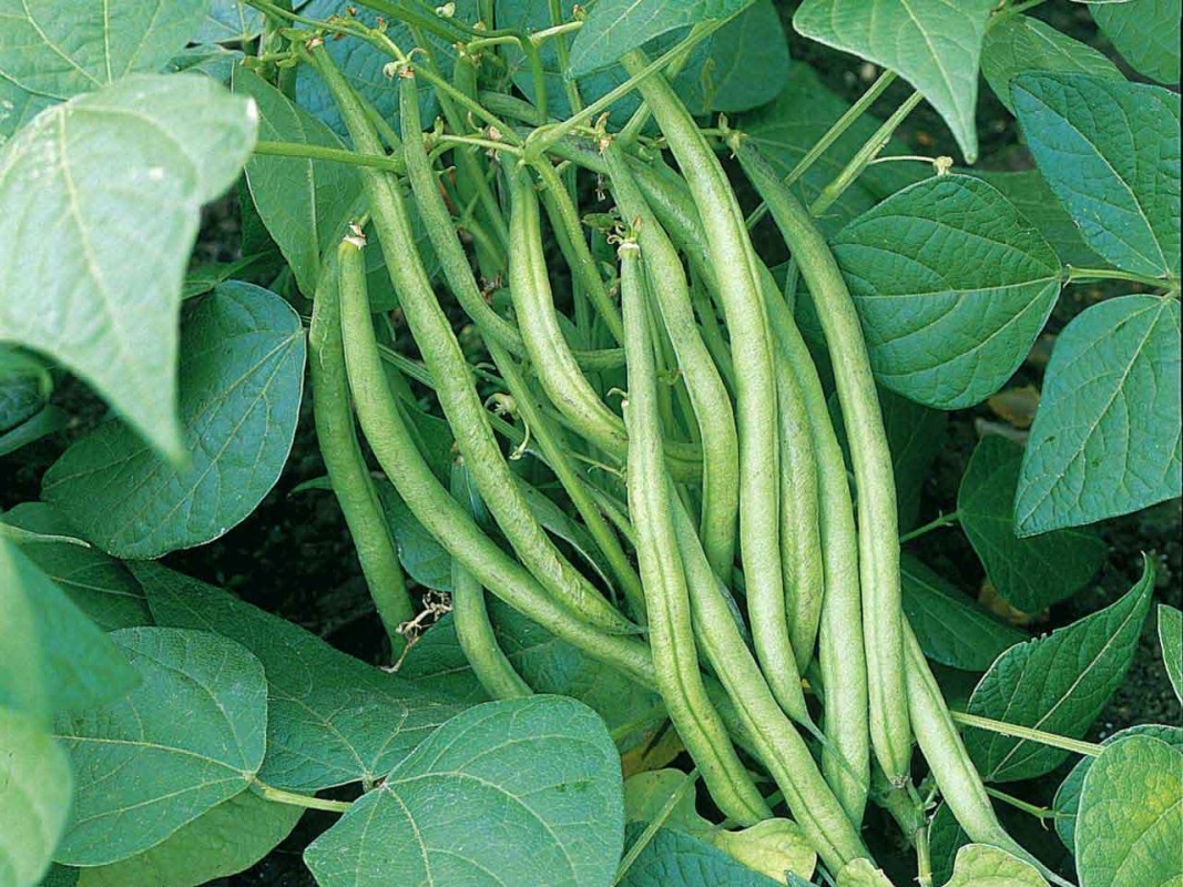 French beans from Uganda