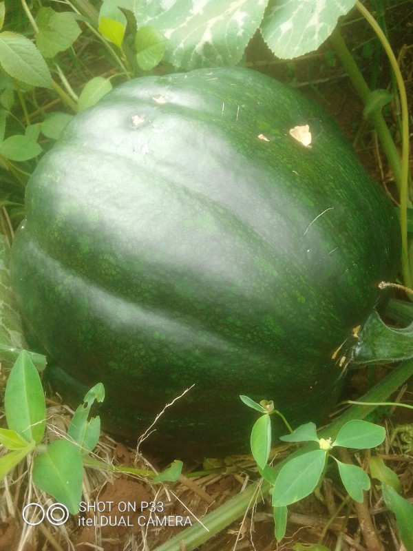 Pumpkin from Uganda