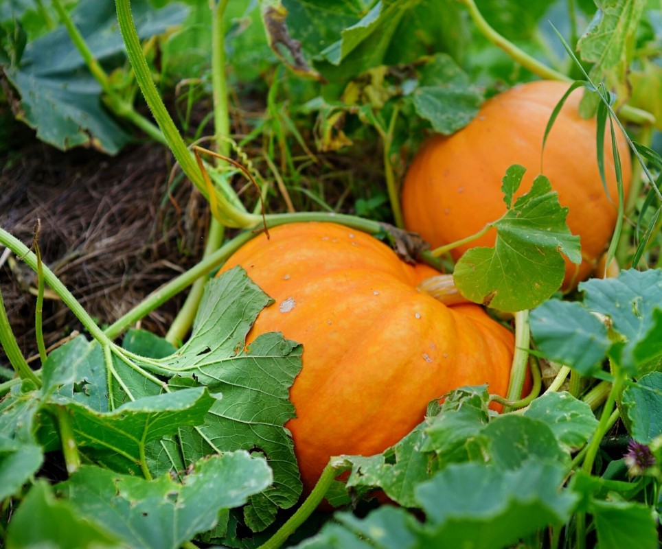 Pumpkins from Uganda
