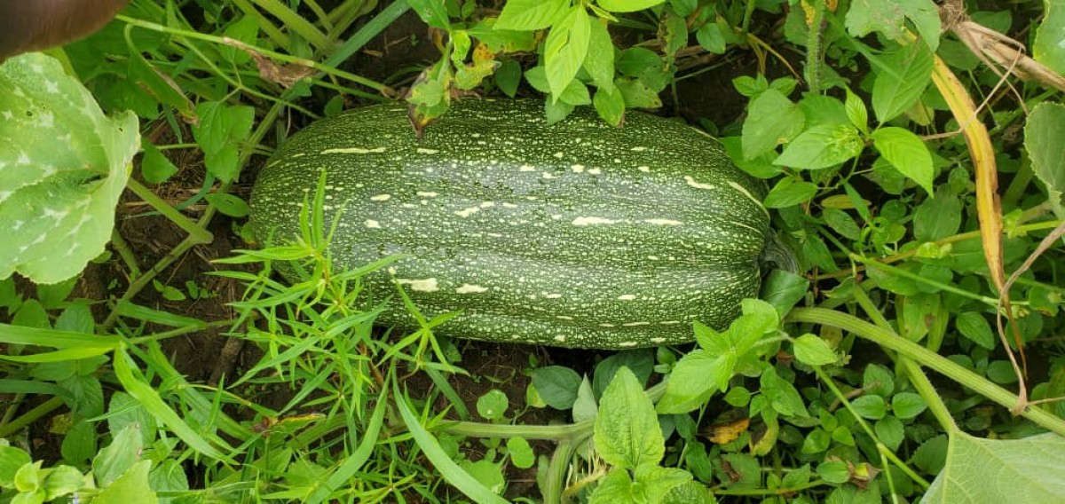 Pumpkin from Uganda