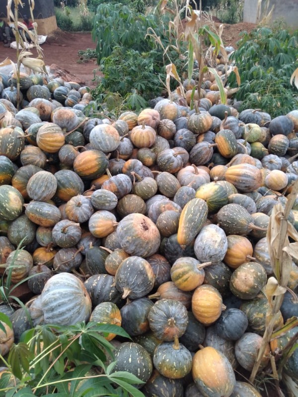 Pumpkins from Uganda