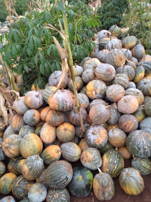 Pumpkins from Uganda