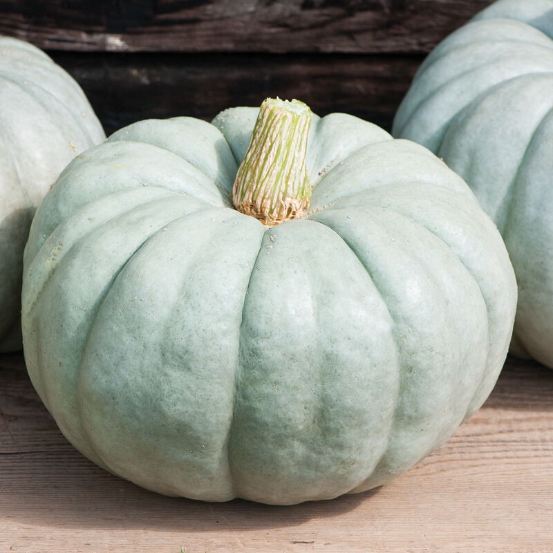 Pumpkins ( Cucurbita maxima) from Uganda