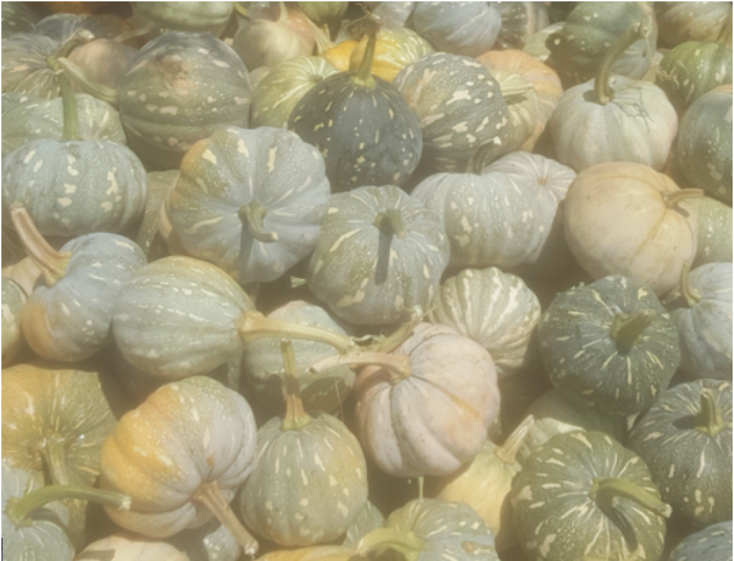 Abóboras frescas (20-35 toneladas) de Uganda from Uganda